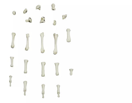 Erler-Zimmer Magnetische menschliche Hand, rechts