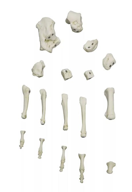 Erler-Zimmer Magnetischer menschlicher Fuß, rechts