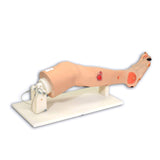 Erler-Zimmer Annie, Bein mit arterieller Insuffizienz