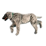 Erler-Zimmer Emily K9 Positionierungspuppe