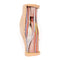 3D Anatomie Serie