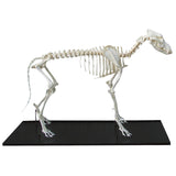 Erler-Zimmer Hundeskelett