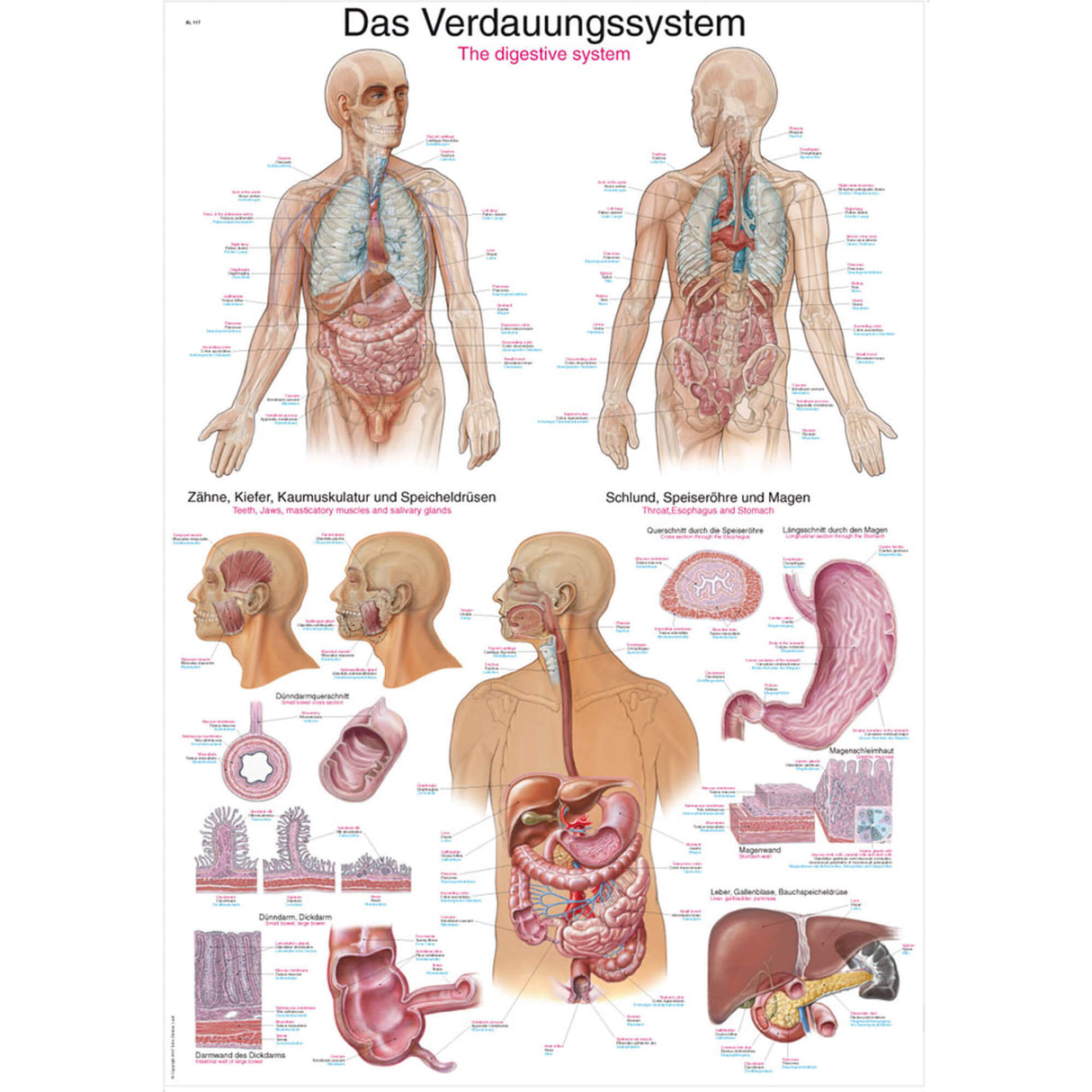 Erler-Zimmer Lehrtafel "Das Verdauungssystem"