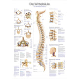 Erler-Zimmer Lehrtafel "Die Wirbelsäule"