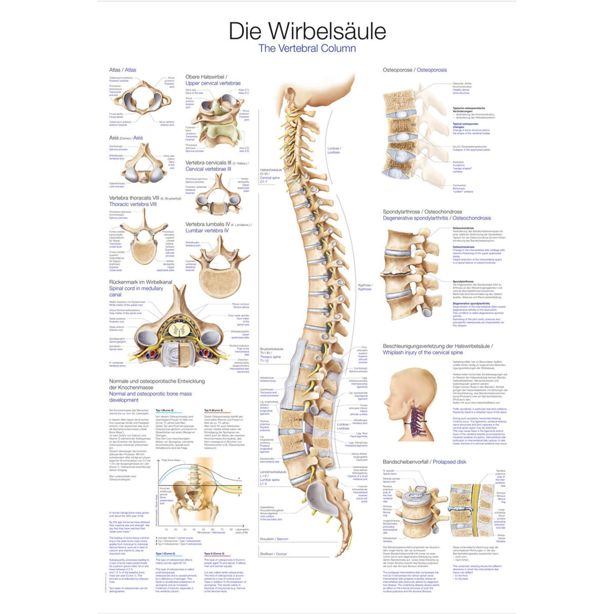 Erler-Zimmer Lehrtafel "Die Wirbelsäule"