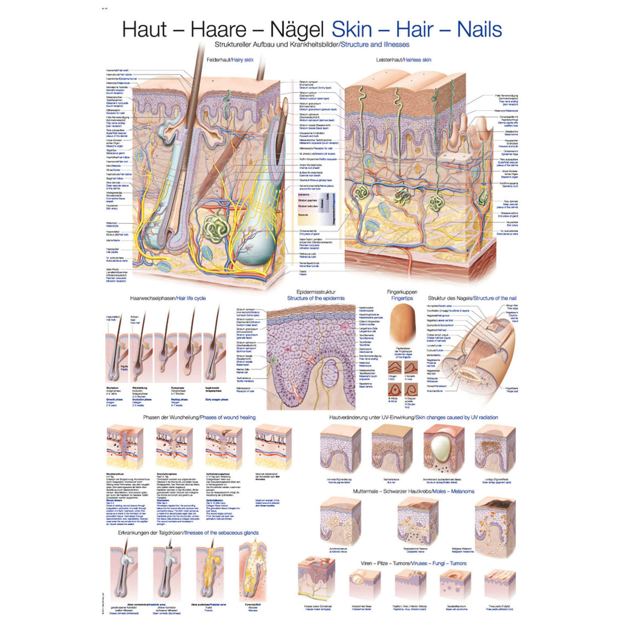 Erler-Zimmer Lehrtafel "Haut-Haare-Nägel"