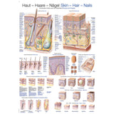 Erler-Zimmer Lehrtafel "Haut-Haare-Nägel"