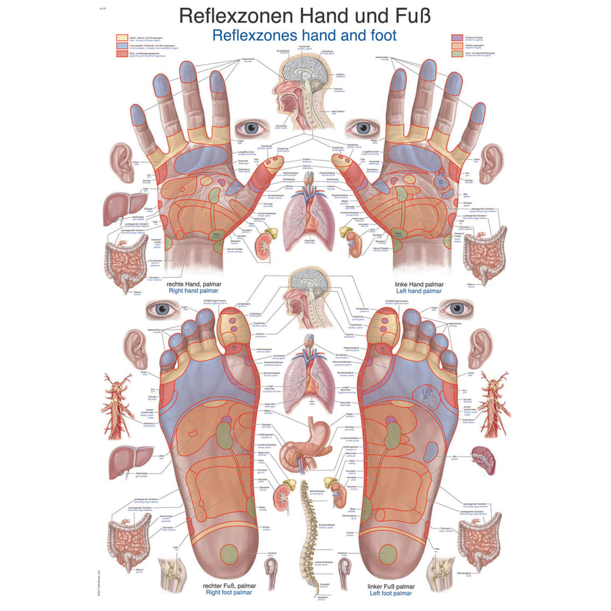 Erler-Zimmer Lehrtafel "Reflexzonen Hand und Fuß"