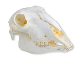 Erler-Zimmer Schädel Hausschaf, weiblich (Ovis aries)