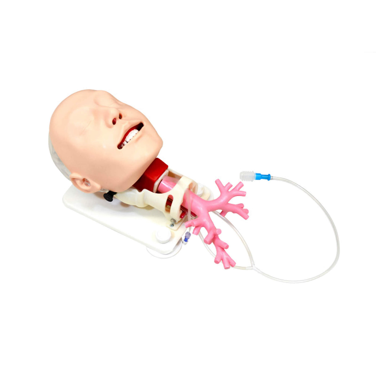 Erler-Zimmer Simulator für schwieriges Atemwegsmanagement für die Fiberbronchosskopie