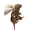 weitere Tiere