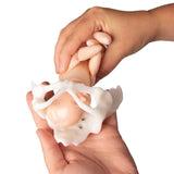 Erler Zimmer Mini Becken mit Geburtspuppe