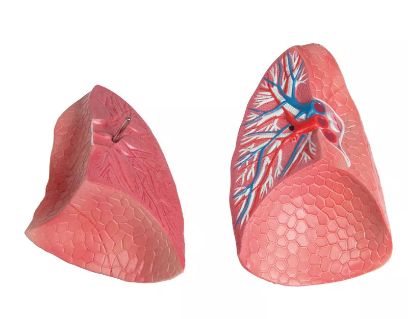 Erler-Zimmer Torso Modell mit geöffnetem Rücken 27 teilig zweigeschlechtig