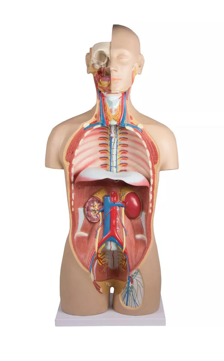 Erler-Zimmer Torso Modell mit geöffnetem Rücken 27 teilig zweigeschlechtig