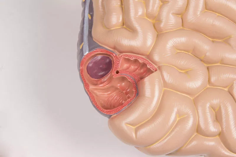 Erler-Zimmer Torso Modell mit geöffnetem Rücken 27 teilig zweigeschlechtig