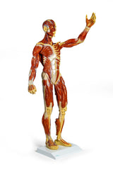 Erler-Zimmer Muskelfigur Modell 1/3 natürliche Größe