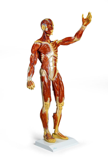 Erler-Zimmer Muskelfigur Modell 1/3 natürliche Größe