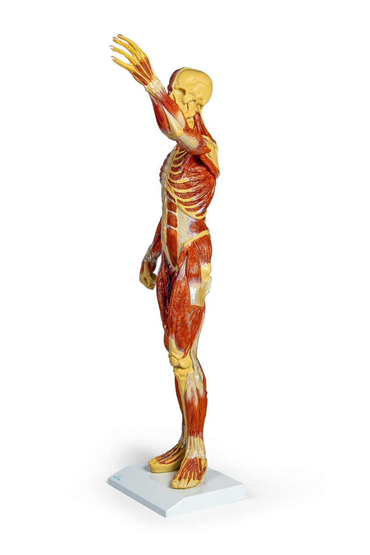 Erler-Zimmer Muskelfigur Modell 1/3 natürliche Größe