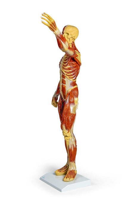 Erler-Zimmer Muskelfigur Modell 1/3 natürliche Größe