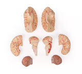 Erler-Zimmer Anatomisches Gehirnmodell 9-tlg mit Arterien