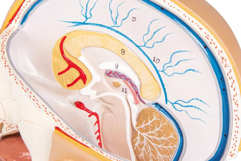 Erler-Zimmer Anatomisches Kopfmodell zerlegbar in 4 Teile