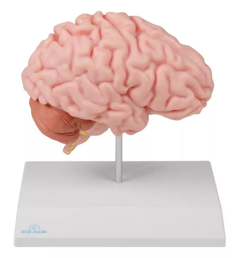 Erler-Zimmer Anatomische Gehirnhälfte lebensgroß - EZ Augmented Anatomy