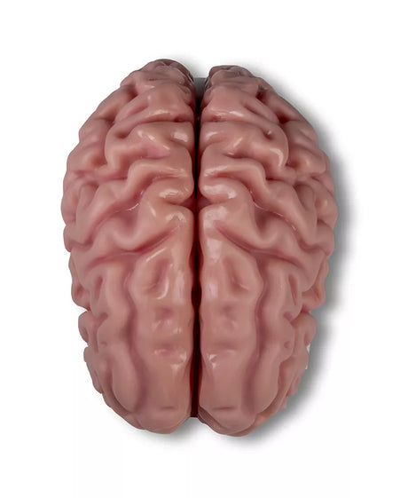 Erler-Zimmer Anatomisches Gehirnmodell lebensgroß 5-teilig - EZ Augmented Anatomy