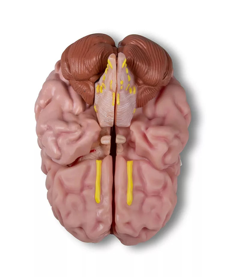 Erler-Zimmer Anatomisches Gehirnmodell lebensgroß 5-teilig - EZ Augmented Anatomy
