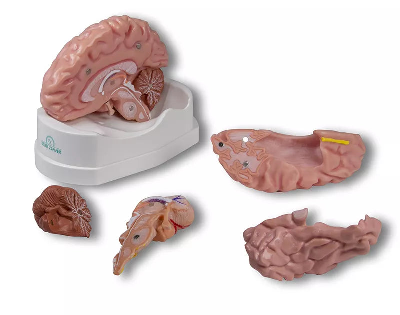 Erler-Zimmer Anatomisches Gehirnmodell lebensgroß 5-teilig - EZ Augmented Anatomy
