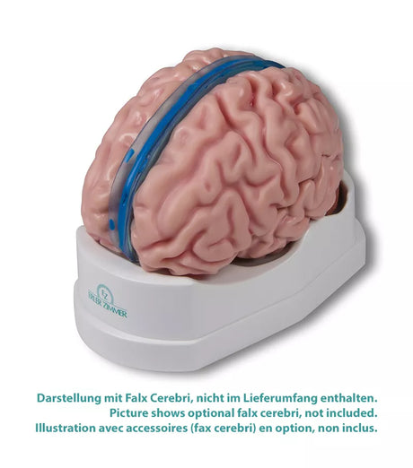 Erler-Zimmer Anatomisches Gehirnmodell lebensgroß 5-teilig - EZ Augmented Anatomy