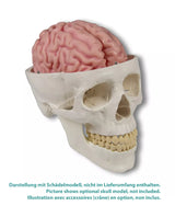 Erler-Zimmer Anatomisches Gehirnmodell lebensgroß 5-teilig - EZ Augmented Anatomy