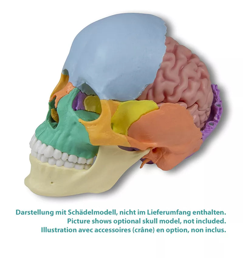 Erler-Zimmer Anatomisches Gehirnmodell lebensgroß 5-teilig - EZ Augmented Anatomy