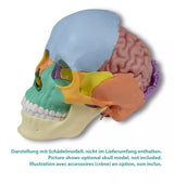 Erler-Zimmer Anatomisches Gehirnmodell lebensgroß 5-teilig - EZ Augmented Anatomy