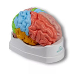 Erler-Zimmer Gehirnmodell funktionell/regional, lebensgroß, 5-teilig - EZ Augmented Anatomy