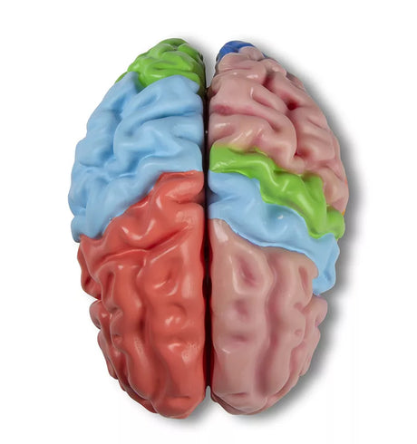 Erler-Zimmer Gehirnmodell funktionell/regional, lebensgroß, 5-teilig - EZ Augmented Anatomy