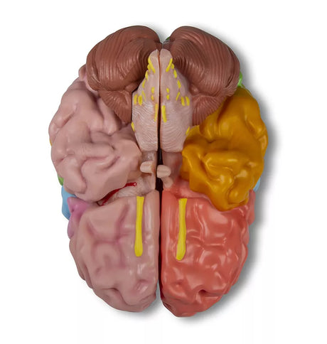 Erler-Zimmer Gehirnmodell funktionell/regional, lebensgroß, 5-teilig - EZ Augmented Anatomy