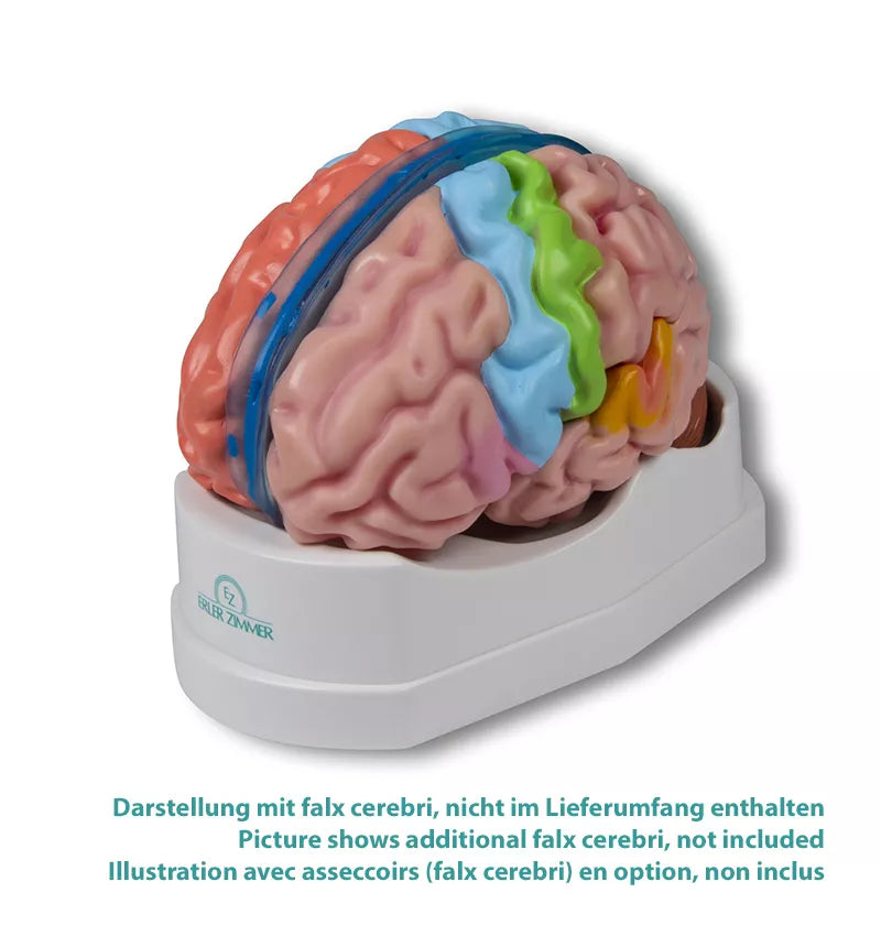 Erler-Zimmer Gehirnmodell funktionell/regional, lebensgroß, 5-teilig - EZ Augmented Anatomy