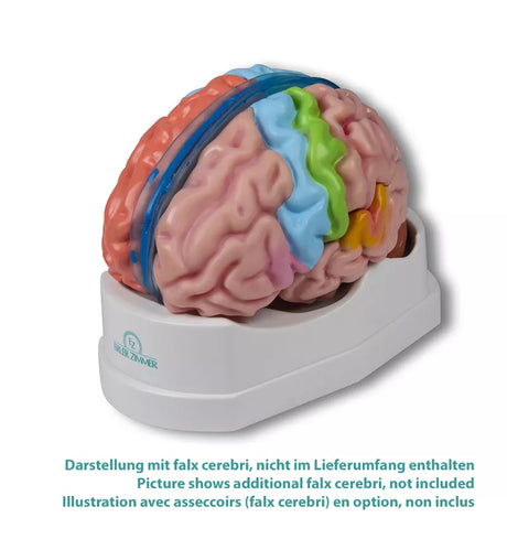 Erler-Zimmer Gehirnmodell funktionell/regional, lebensgroß, 5-teilig - EZ Augmented Anatomy