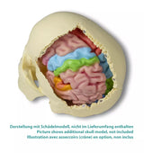 Erler-Zimmer Gehirnmodell funktionell/regional, lebensgroß, 5-teilig - EZ Augmented Anatomy