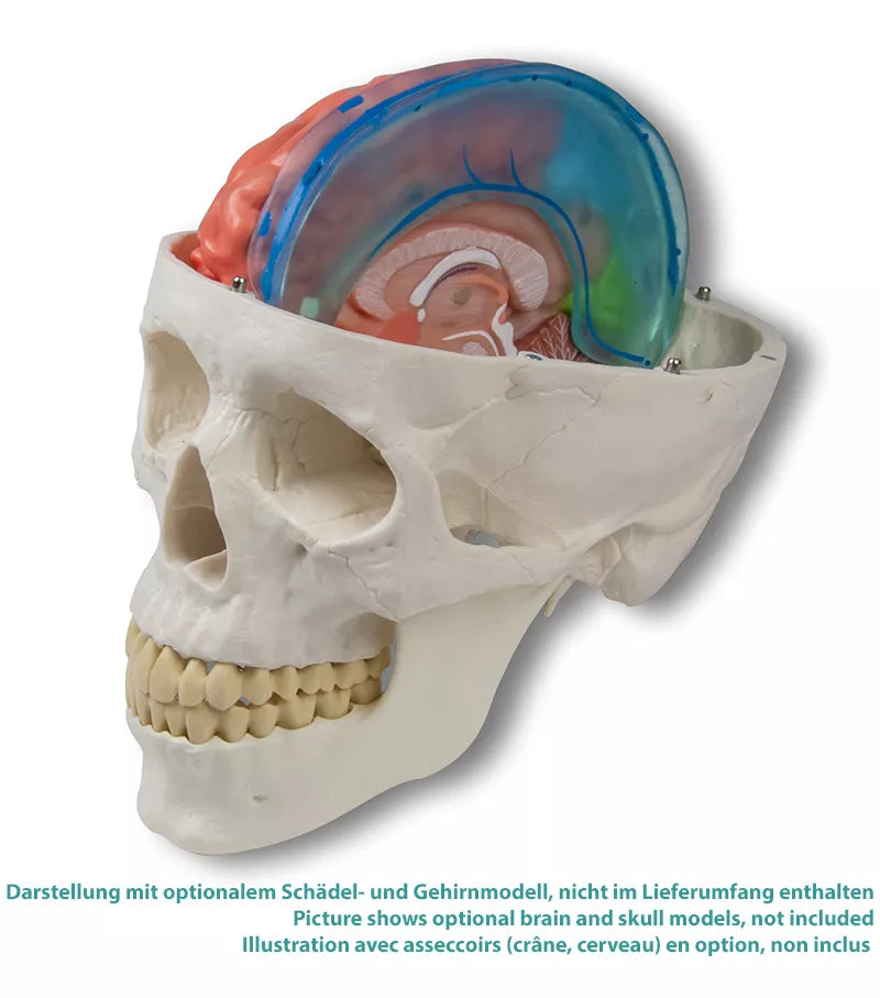 Erler-Zimmer Falx cerebri Modell