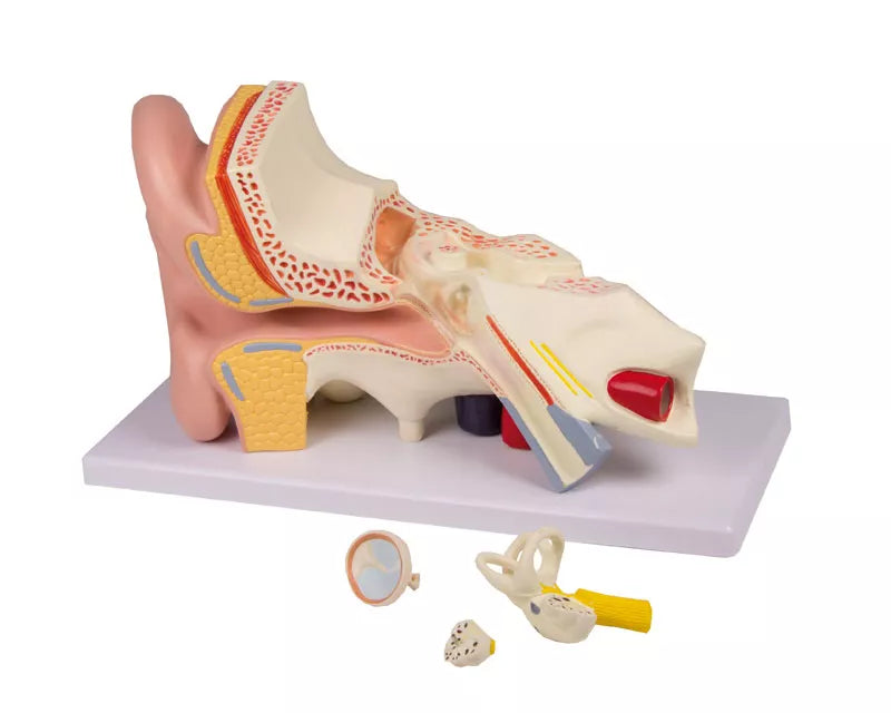 Erler-Zimmer Anatomisches Ohrmodell 4 Teile in 3-facher Größe