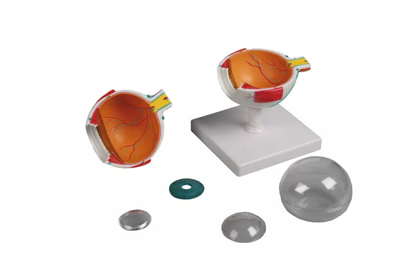 Erler-Zimmer Augenmodell 4- fache Größe, 6-teilig