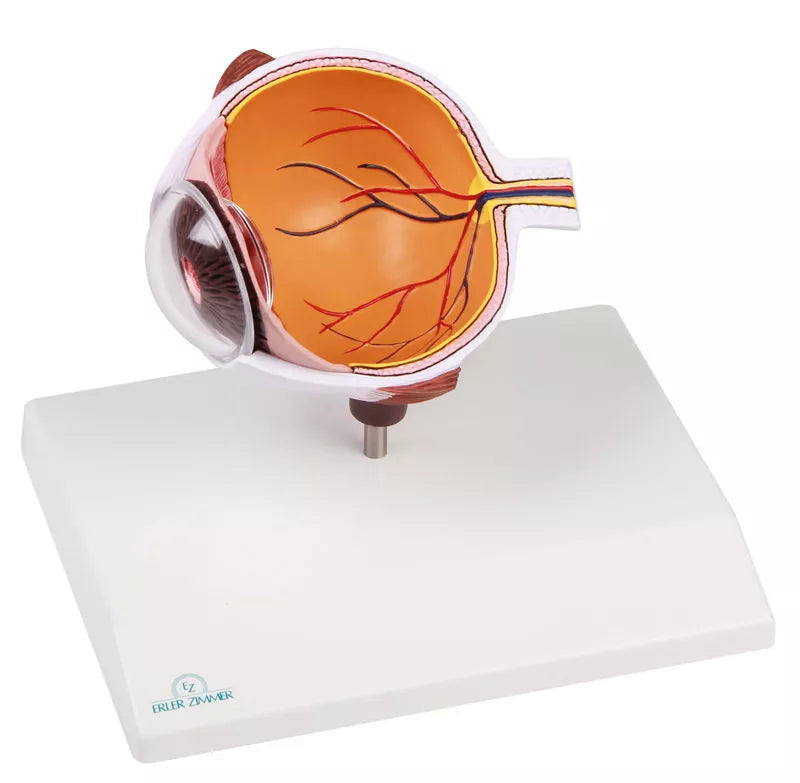 Erler-Zimmer Augenhälfte vergrößert - EZ Augmented Anatomy
