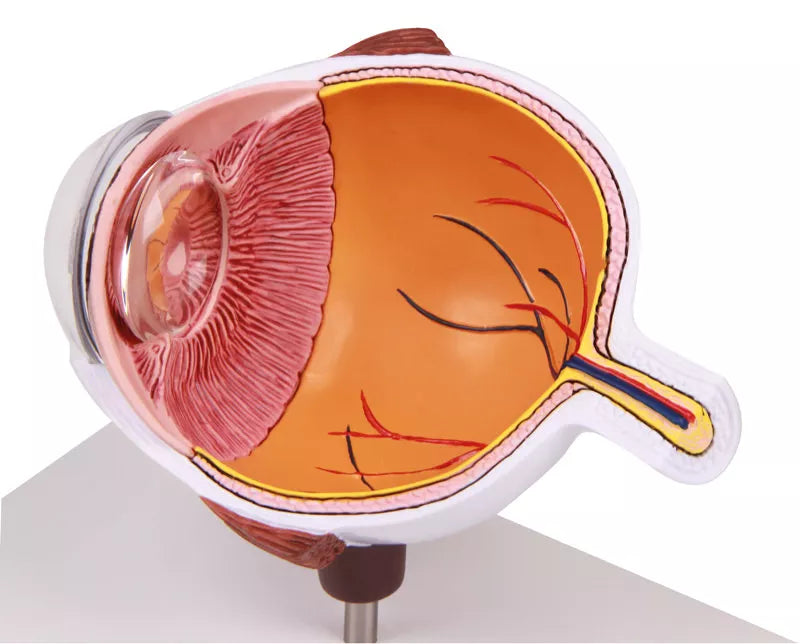 Erler-Zimmer Augenhälfte vergrößert - EZ Augmented Anatomy