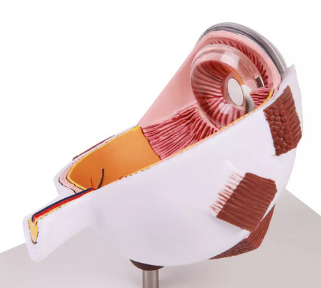 Erler-Zimmer Augenhälfte vergrößert - EZ Augmented Anatomy