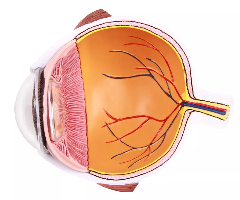 Erler-Zimmer Augenhälfte vergrößert - EZ Augmented Anatomy
