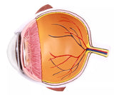 Erler-Zimmer Augenhälfte vergrößert - EZ Augmented Anatomy