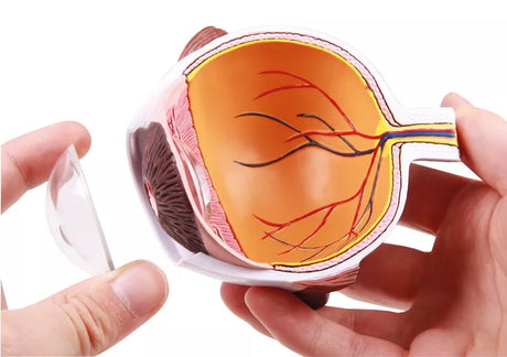 Erler-Zimmer Augenhälfte vergrößert - EZ Augmented Anatomy