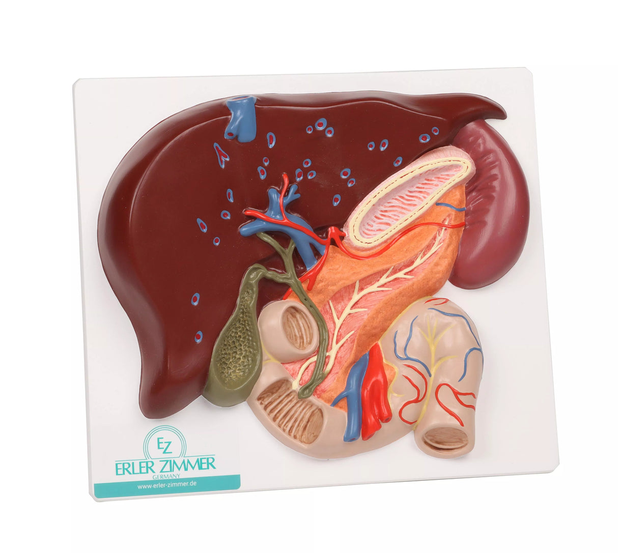 Erler-Zimmer Leber Modell mit Gallenblase Pankreas und Duodenum