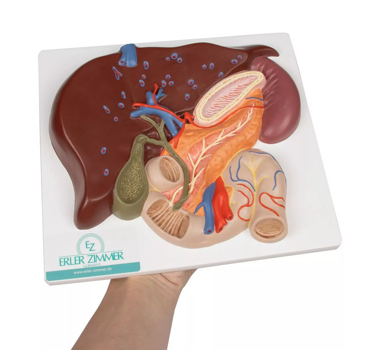 Erler-Zimmer Leber Modell mit Gallenblase Pankreas und Duodenum